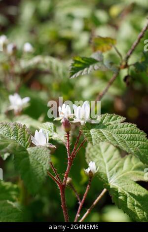 Staminate le infiammazioni del cyme di Pacific BlackBerry, Rorbus Ursinus, Rosaceae, nativo di Ballona Freshwater Marsh, South California Coast, Springtime. Foto Stock