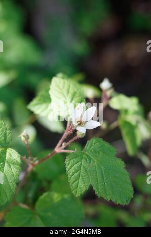 Staminate le infiammazioni del cyme di Pacific BlackBerry, Rorbus Ursinus, Rosaceae, nativo di Ballona Freshwater Marsh, South California Coast, Springtime. Foto Stock