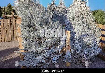 Lotto albero di Natale - abeti in argento vivo alberi di Natale in vendita all'aperto nel mese di dicembre Foto Stock