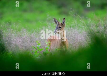 Buck giovane di capriolo di Roe con i formlers molto piccoli in erba alta Foto Stock