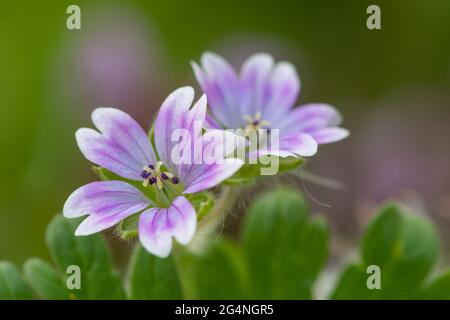 Macro shot di colombe piede geranio (geranio mollo) fiori in fiore Foto Stock