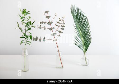 Eucalipto di foglia di palma e sprig di verde in vasi di vetro su sfondo bianco. Verde piante tropicali minimalismo. Impostare la varietà di foglie tropicali e. Foto Stock