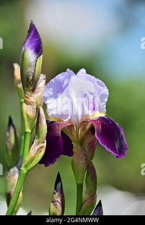 Iris × germanica è il nome accettato per una specie di piante in fiore della famiglia Iridaceae comunemente noto come l'iride bearded Foto Stock