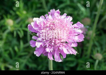 Scabious 'Pugno Rosa', Scabiosa columbaria. Foto Stock