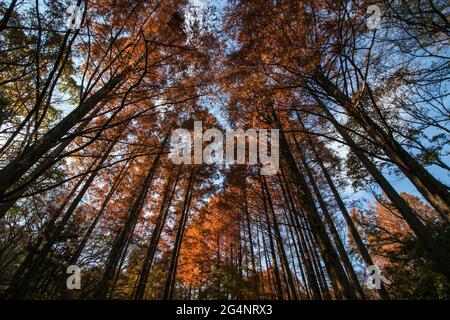 Metasequoia foresta di foglie autunnali che brillano arancio alla luce del sole Foto Stock