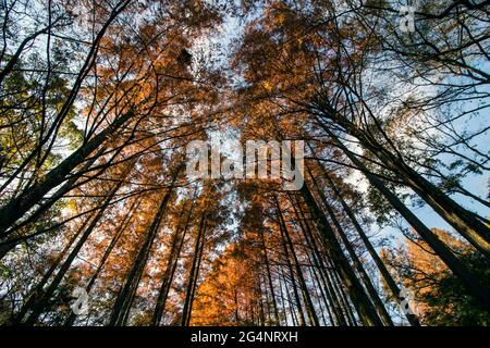 Metasequoia foresta di foglie autunnali che brillano arancio alla luce del sole Foto Stock