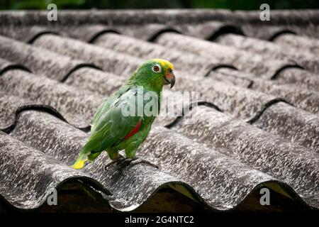 Pappagallo verde in piedi su un tetto di stagno della casa Foto Stock