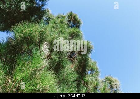 Pino alle isole Canarie, Tenerife Foto Stock