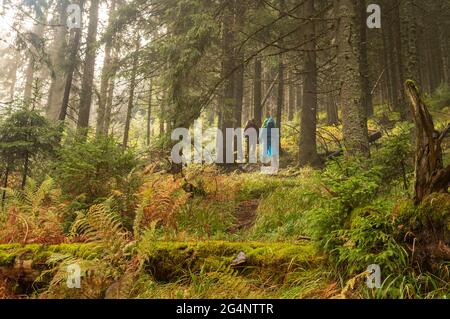 Persone che camminano nella foresta. Pioggia nella foresta. Turisti nella foresta sotto la pioggia. Felci e aghi di foresta. Vista dal basso. Foto Stock