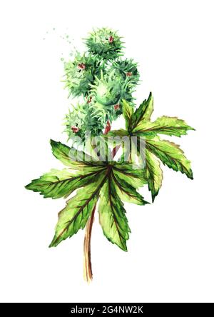 Olio di ricino, Ricinus communis. Brunch con fagioli verdi e foglie. Immagine disegnata a mano con acquerello, isolata su sfondo bianco Foto Stock