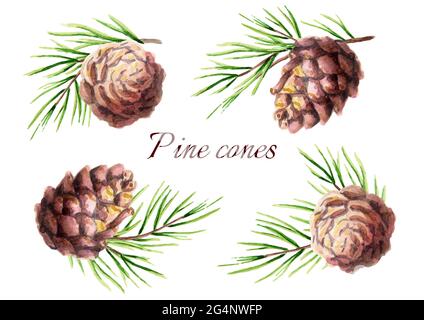Set cono in pino. Illustrazione acquerello Foto Stock