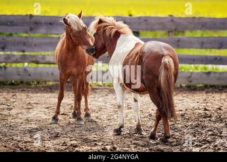 Due piccoli cavalli di pony marroni e bianchi su terreno fangoso, teste si chiudono delicatamente come se fossero innamorati, campo giallo offuscato dietro recinzione di legno in backgroun Foto Stock