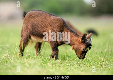 Capra bruna piccola (razza pigmy olandese) capretto che pascola, che mangia erba, vista da lato Foto Stock