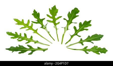 Set di foglie di rucola verdi disposte come ventaglio isolato su sfondo bianco. Eruca sativa. Primo piano di ruchetta verde. Insalata di verdure in foglia sana. Foto Stock