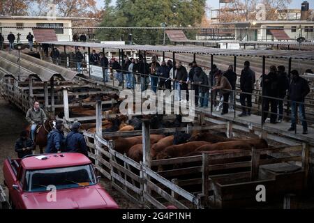 22 giugno 2021, Argentina, Buenos Aires: Vendita di mucche al mercato di Liniers. Il governo argentino ha annunciato che il divieto di esportazione di carne bovina imposto nel maggio 2021 sarà gradualmente revocato. Il divieto era stato imposto a causa di un "aumento ingiustificato dei prezzi" e per l'approvvigionamento del mercato interno. Ora il governo ha proposto un piano agli agricoltori: La produzione di carne bovina sarà portata a 5 milioni di tonnellate, di cui 3 milioni saranno offerti per la vendita sul mercato interno. Secondo il governo, la priorità è quella di "dare priorità all'approvvigionamento degli argentini". Foto: Matias Baglietto/dpa Foto Stock