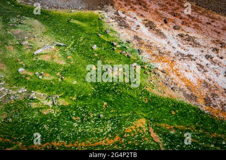 Whirligig Geyser nel Norris Geyser Basin Yellowstone National Park, Wyoming Foto Stock