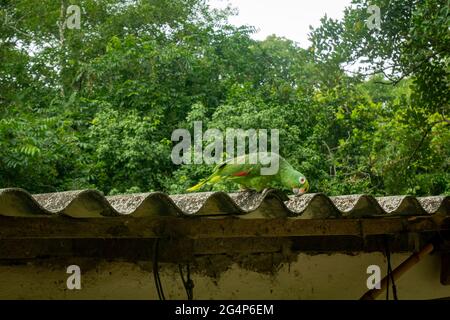 Pappagallo verde in piedi su un tetto di stagno della casa Foto Stock