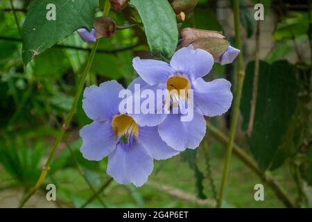 Purple Flower sa come Bengala Clockvine, Bengala Tromba, Blue Skyflower, Blue Thunbergia e Skyvine (Thunbergia grandiflora) è nel Giardino a MiNC Foto Stock