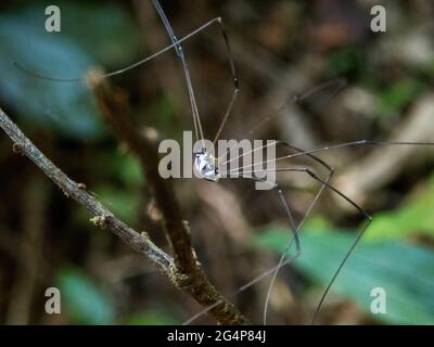 Colpo di closeup di un rotundum di Leiobunum su un ramoscello Foto Stock