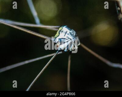 Colpo di closeup di un rotundum di Leiobunum su un ramoscello Foto Stock