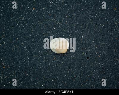 White Seashell sulla sabbia sporca e nera a Palomino's Beach, Colombia Foto Stock