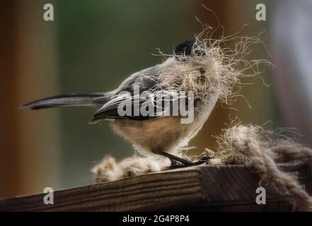 Little Blackcapped Chickadee costruire il suo nido Foto Stock