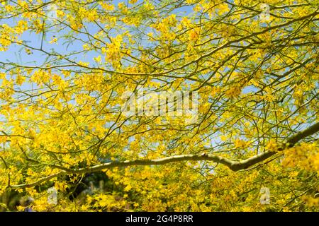 Giardino Botanico del deserto - piante e scultura - Palo Verde (Parkinsonia, aculeata) Foto Stock