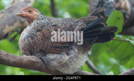 Fuoco selettivo di un uccello tropicale del junglefowl rosso seduto su un ramo dell'albero Foto Stock