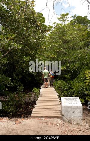 Mangrovie nel Parco Nazionale della Foresta di Jozani, Zanzibar, Tanzania Foto Stock