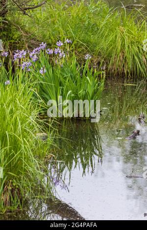 Iris versicolor è anche comunemente noto come bandiera blu, harlequin Blueflag, bandiera blu più grande, bandiera blu settentrionale e bandiera veleno Foto Stock