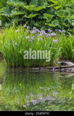 Iris versicolor è anche comunemente noto come bandiera blu, harlequin Blueflag, bandiera blu più grande, bandiera blu settentrionale e bandiera veleno Foto Stock