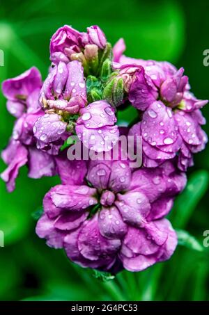 Idrangea in fiore bagnato con la pioggia Foto Stock
