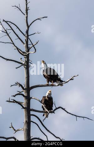 Bald Eagle (Haliaeetus leucocefalo) coppia chiamata da un albero morto lungo il fiume Madison nel Parco Nazionale di Yellowstone, Wyoming Foto Stock