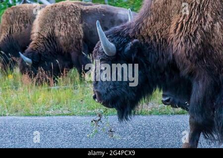 Bison (Bison bison) nel Parco Nazionale di Yellowstone, Wyoming Foto Stock