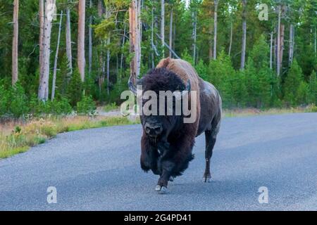 Bison (Bison bison) mandria che corre lungo la strada del parco nel Parco Nazionale di Yellowstone, Wyoming Foto Stock