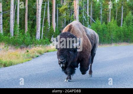 Bison (Bison bison) mandria che corre lungo la strada del parco nel Parco Nazionale di Yellowstone, Wyoming Foto Stock