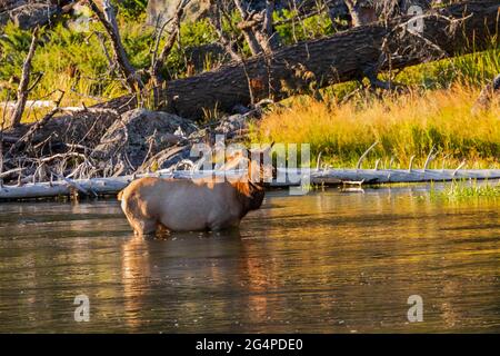 Elk (Cervus elaphus) femmina che attraversa il fiume Madison nel Parco Nazionale di Yellowstone, Wyoming Foto Stock