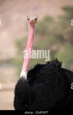Maschio di struzzo dal collo rosso (Struthio camelus camelus) testa e collo da vicino in un santuario della fauna selvatica del deserto del Negev Foto Stock
