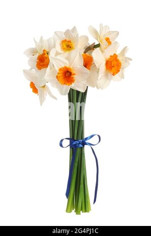 Bellissimi narcisi con nastro su sfondo bianco Foto Stock