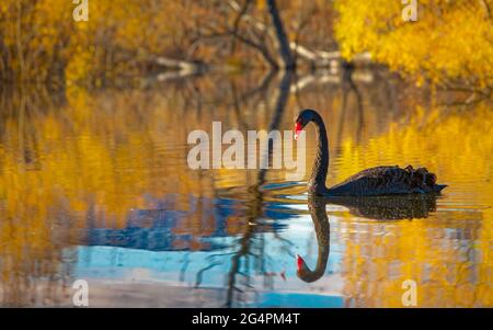 Black Swan nei colori autunnali Foto Stock