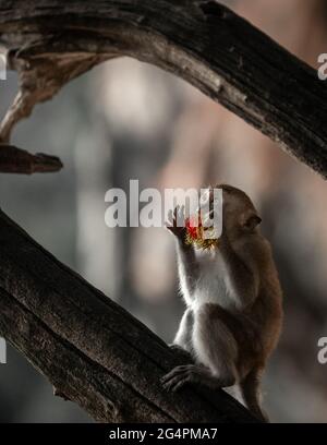 Granchio mangiare scimmia Macaque Foto Stock