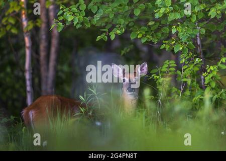 Yoiung buck dalla coda bianca nel Wisconsin settentrionale. Foto Stock