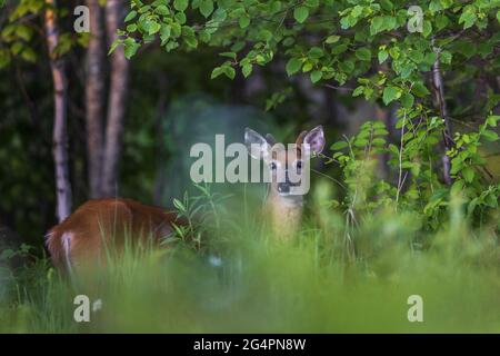 Yoiung buck dalla coda bianca nel Wisconsin settentrionale. Foto Stock