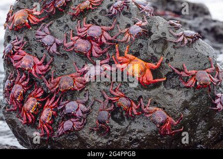 I granchi Sally Lightfoot, Graspus graspus, coprono un masso nella loro ricerca di alghe per cenare in questa zona intertidale, Santa Cruz Island, Galapagos. Foto Stock