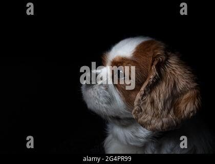 Ritratto di un re Cavalier Carlo spaniel Foto Stock