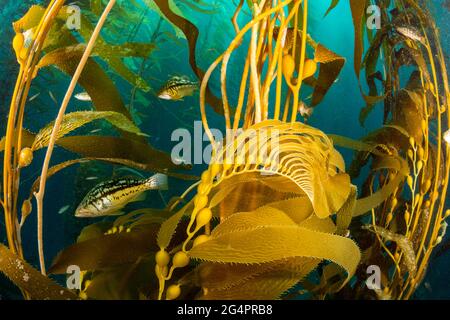Basso kelp, Paralabrax clatratus, nella foresta di kelp, Santa Barbara, California, STATI UNITI. Le camere d'aria sollevano i trefoli di kelp gigante, Macrocystis pirifera, t Foto Stock
