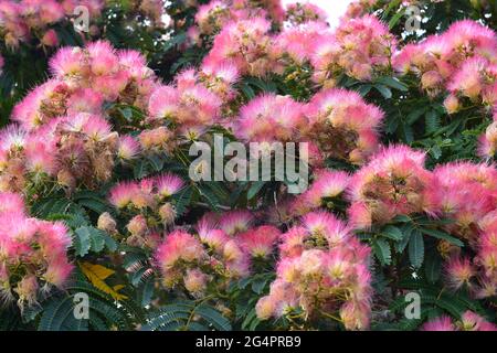 Fiori di composto di mimosa Albizia julibrissina in piena fioritura. Foto Stock