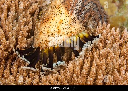 Il cetriolo marino di Graeff, Pearsonothuria graeffei, precedentemente conosciuto come Bohadschia graeffei. Questa immagine mostra i tentacoli, noti anche come mop, di questo annuncio Foto Stock