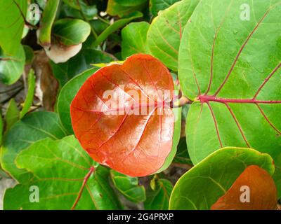 Foglie rosse e verdi della pianta conosciuta come Seagrape e Baygrappe (Coccoloba uvifera) Foto Stock