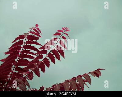 Colore rosa pianta di crescita di tre radici su fondo di cielo Foto Stock